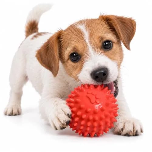 Fancy Pets Juguete para Perro Pelota de Caucho Spiny – Limpieza y Masaje de Encías